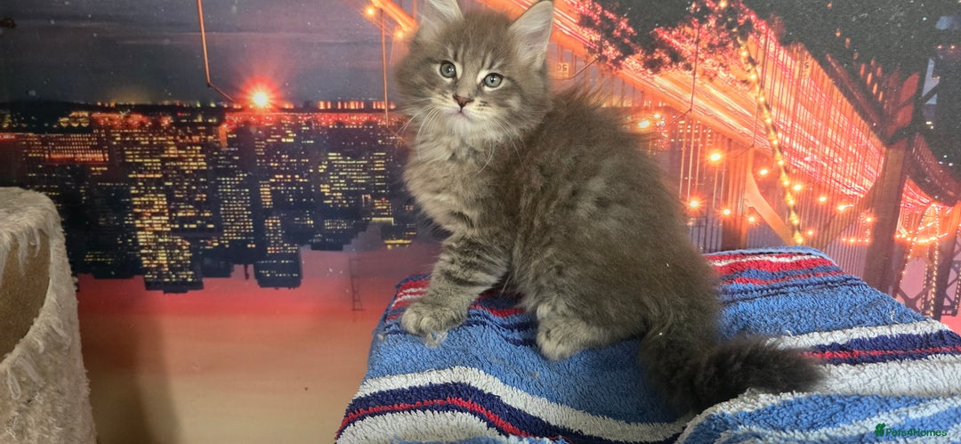 Maine Coon cats for sale: Maine coon kittens ready for reservation - Image 15