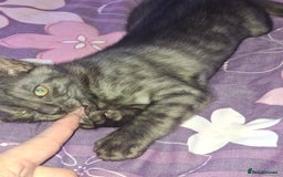 Bengal cats for sale: SOLD  last bengal boy ready now  - Image 6
