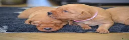 Labrador Retriever dogs for sale: Chunky Fox Red Labrador Puppies  - Advert 20