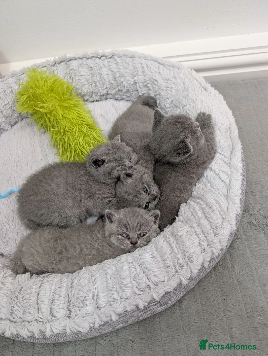 British Shorthair cats for sale: Beautiful Blue British Shorthaired Kittens 😺🐾 in Burton-on-Trent - Advert 1