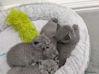 British Shorthair cats Blue British Shorthaired Kittens 😺🐾 - Advert 7