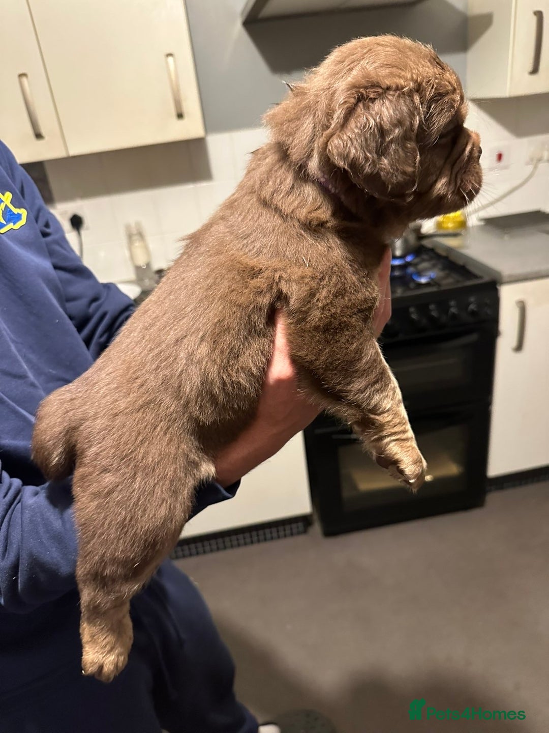 Mixed Breed dogs for sale: FLUFFY OLD TYME ENGLISH BULLDOG  - Advert 16