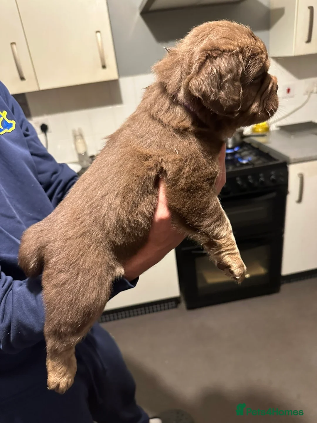 Mixed Breed dogs for sale: FLUFFY OLD TYME ENGLISH BULLDOG  - Advert 16