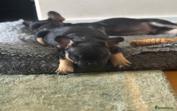 French Bulldog dogs for sale: 🐾 French Bulldog Puppies - Ready to go! 🐾 - Image 2