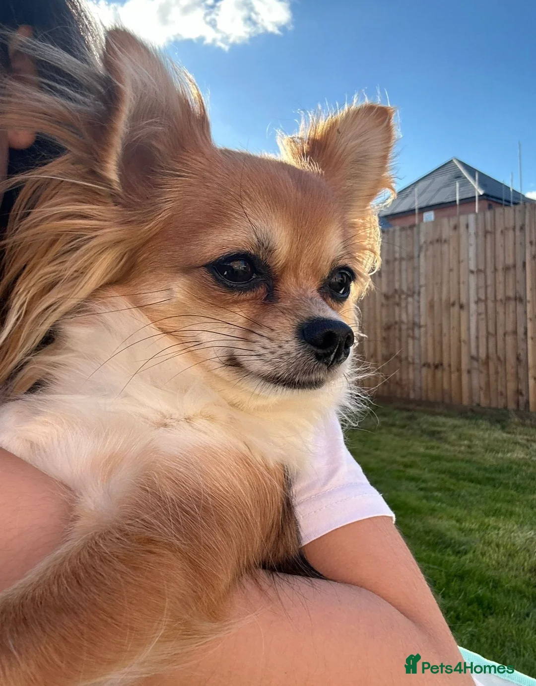 Chihuahua dogs for sale: Can you re home us both in Nottingham - Advert 2