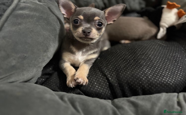 Chihuahua dogs 1 boy & 1 girl lilac/ grey chihuahuas  - Advert 3