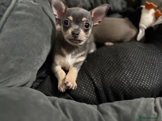 Chihuahua dogs 1 boy & 1 girl lilac/ grey chihuahuas - Advert 12