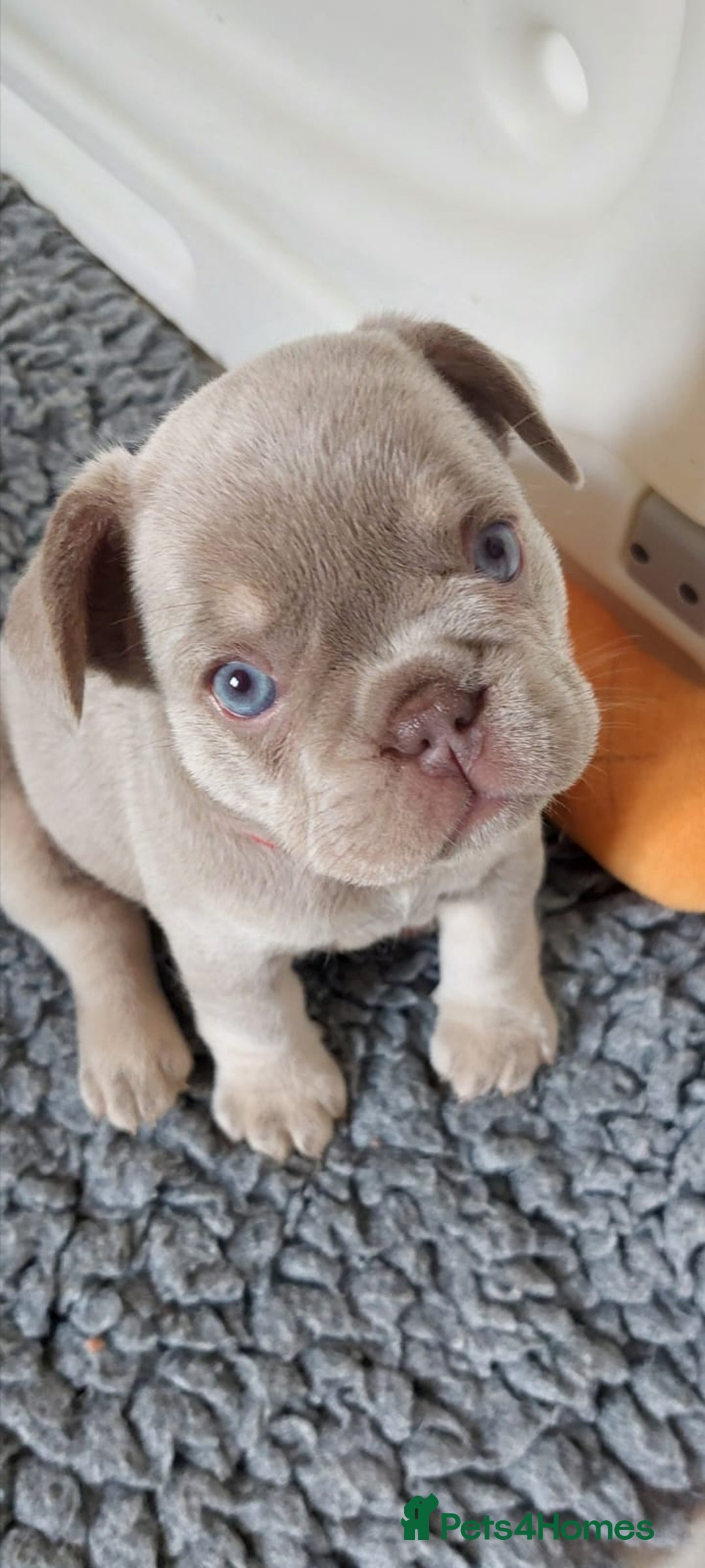 French Bulldog dogs for sale: KC Registered Beautiful French Bulldog Puppies - Advert 31