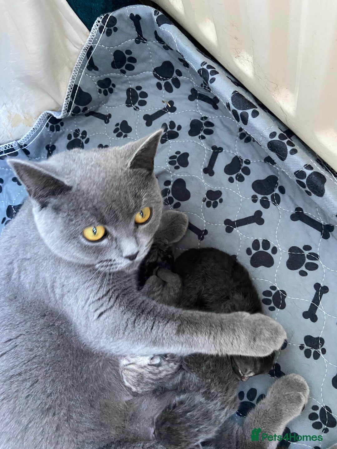 Persian cats for sale: Persian x British blue shorthair  - Advert 2