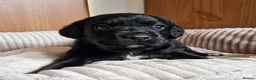 Springador dogs for sale: BEAUTIFUL SPRINGADOR PUPPIES - Advert 14