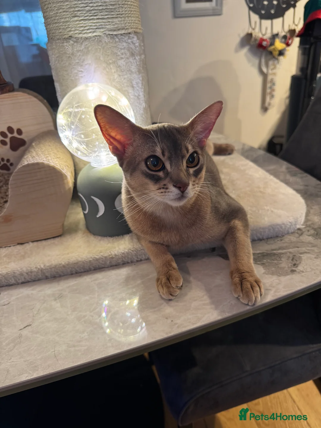 Abyssinian cats for stud: Champion Abyssinian. Tica registered for Stud - Advert 17