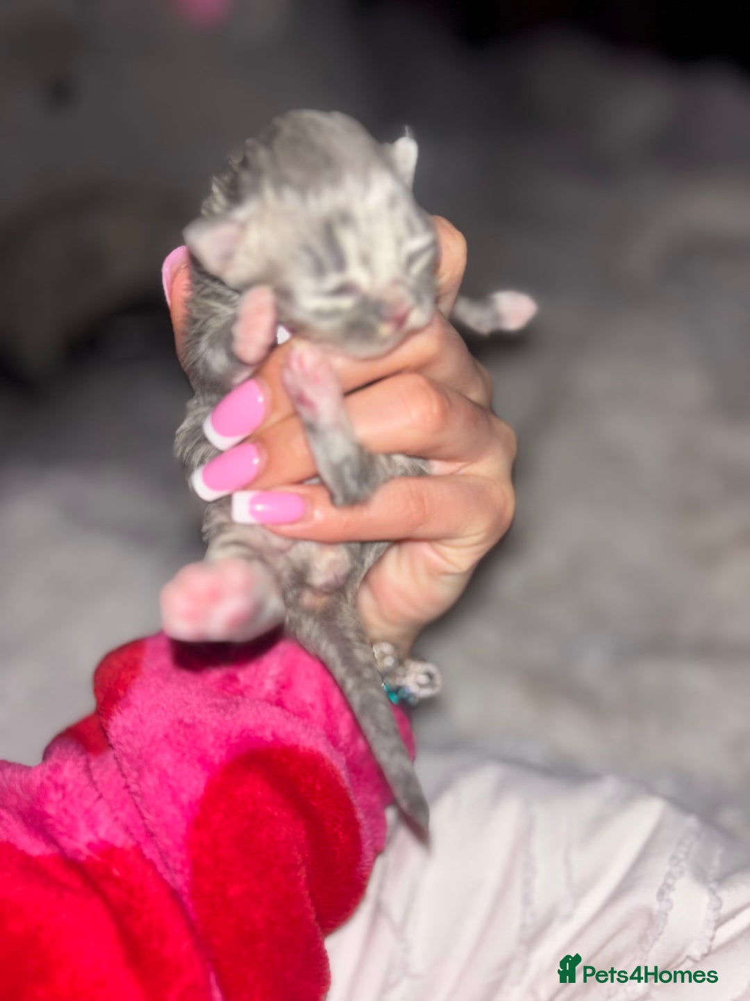Scottish Fold cats for sale: Adorable Scottish Straight Kittens 🥰 - Advert 3