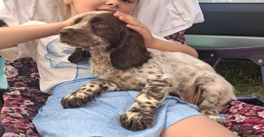 Cocker Spaniel dogs in Wellingborough - Advert 2