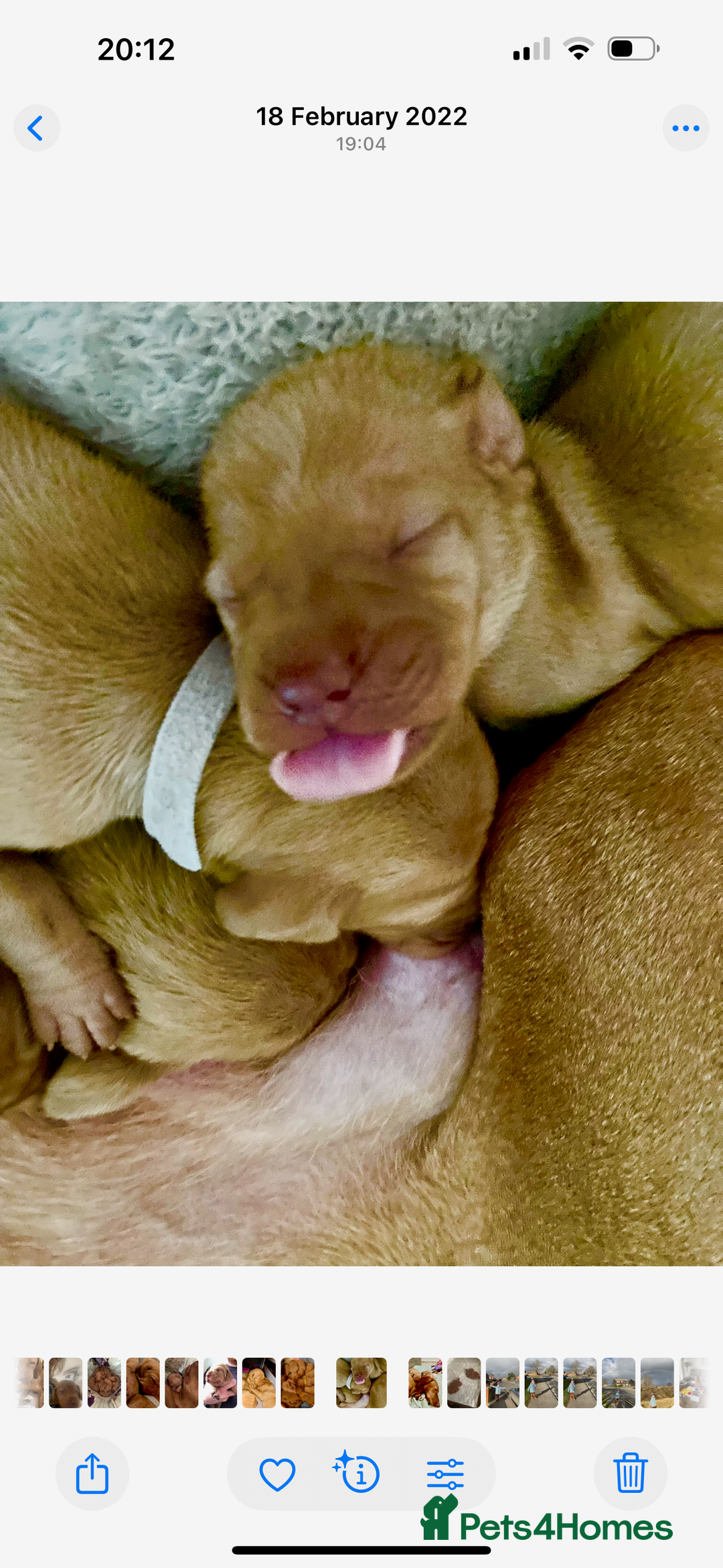 Hungarian Vizsla dogs for sale:  ❄️ Vizsla Pups Due 27th Dec ❄️ - Advert 6
