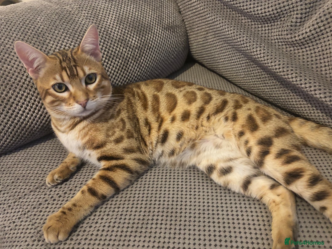 Bengal cats for sale: 2 lovable bengal brothers - Advert 3