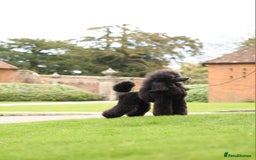 Standard Poodle dogs for stud: Champion male for stud - Image 5