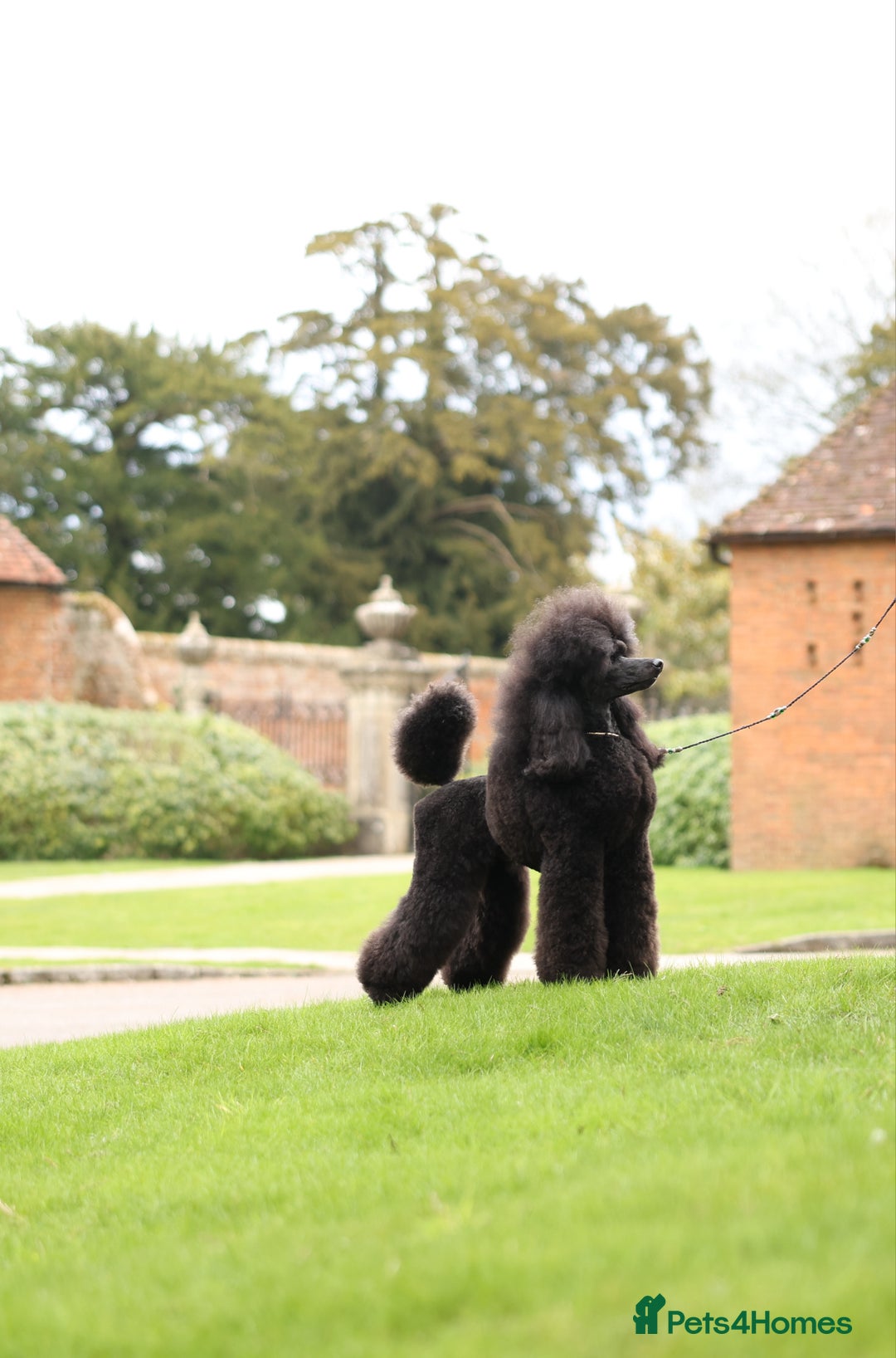 Standard Poodle dogs for stud: Champion male for stud - Image 5