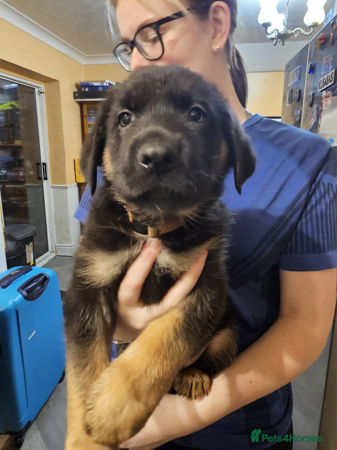 Mixed Breed dogs for sale: German Shepherd x lab pups for sale - Advert 5