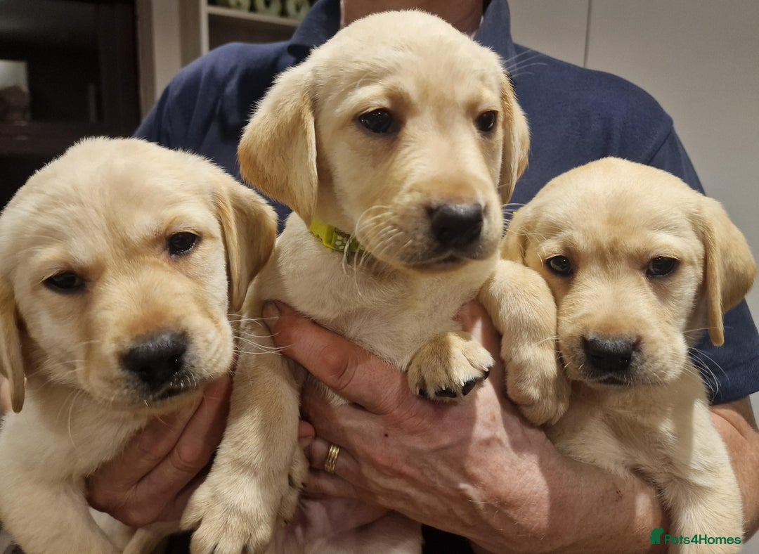 Labrador Retriever dogs for sale: Labrador puppies  - Image 2