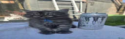 Maine Coon cats for sale: Mainecoon x in Wakefield - Advert 17
