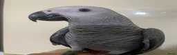Parrots birds for sale: Silly tame baby Congo African grey set up  - Advert 5