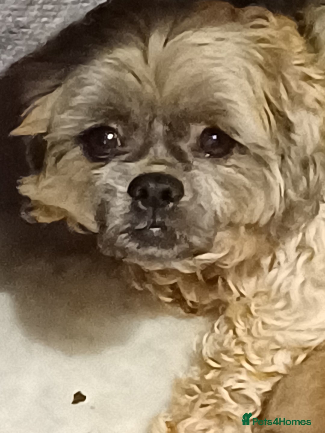 Shih Tzu dogs for sale: SHIH TZU litter. Ready 15/01/2026 - Advert 4