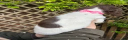English Springer Spaniel dogs for sale: Springer spaniel pups  - Advert 15