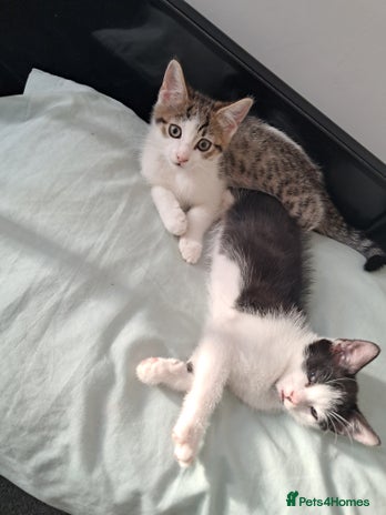 Mixed Breed cats - Advert 9