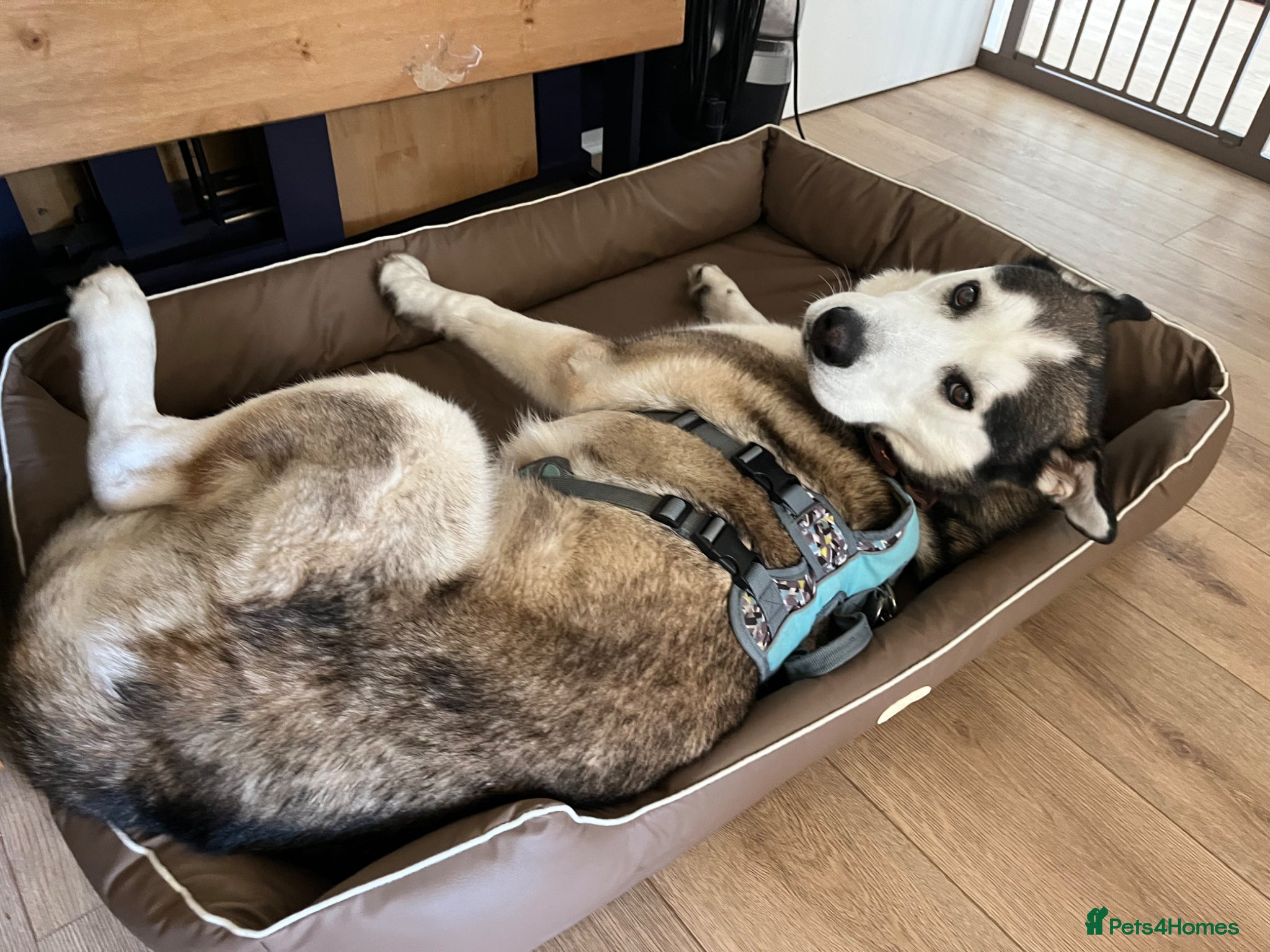 Siberian Husky dogs for sale: Husky boy looking for forever home - Advert 4