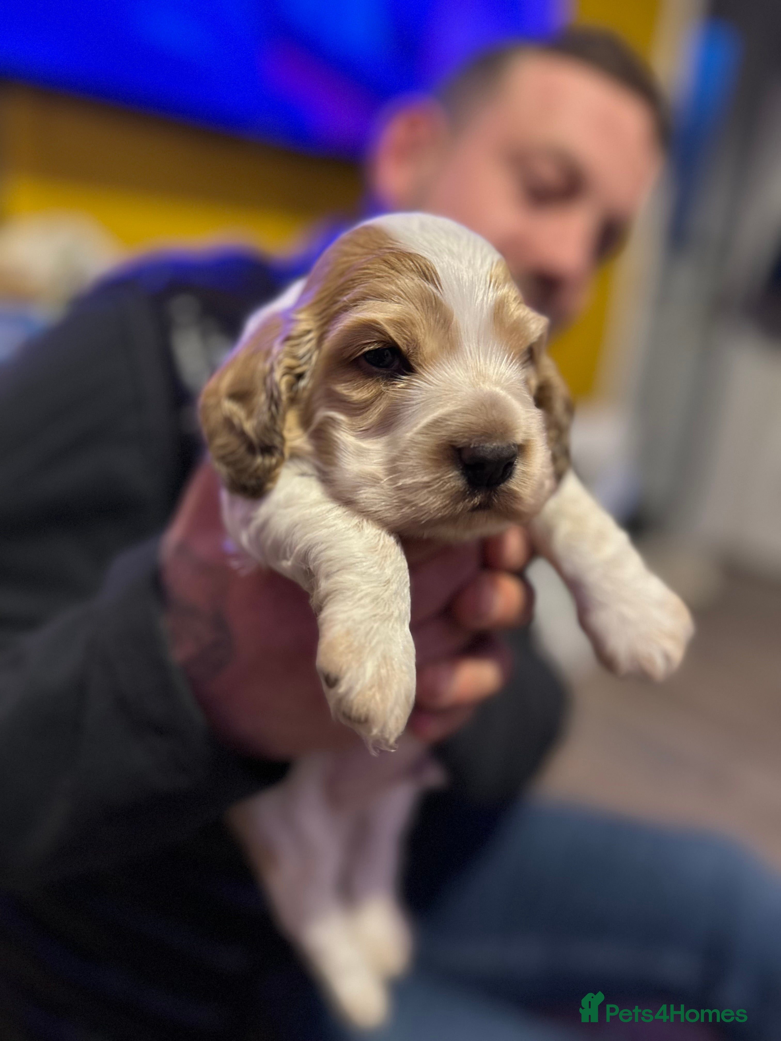 Cocker Spaniel dogs showtype cockerspaniel  - Advert 4