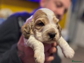 Cocker Spaniel dogs showtype cockerspaniel - Advert 4