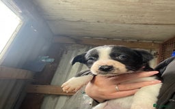 Border Collie dogs for sale: 6 border collies looking for there forever homes  - Image 1