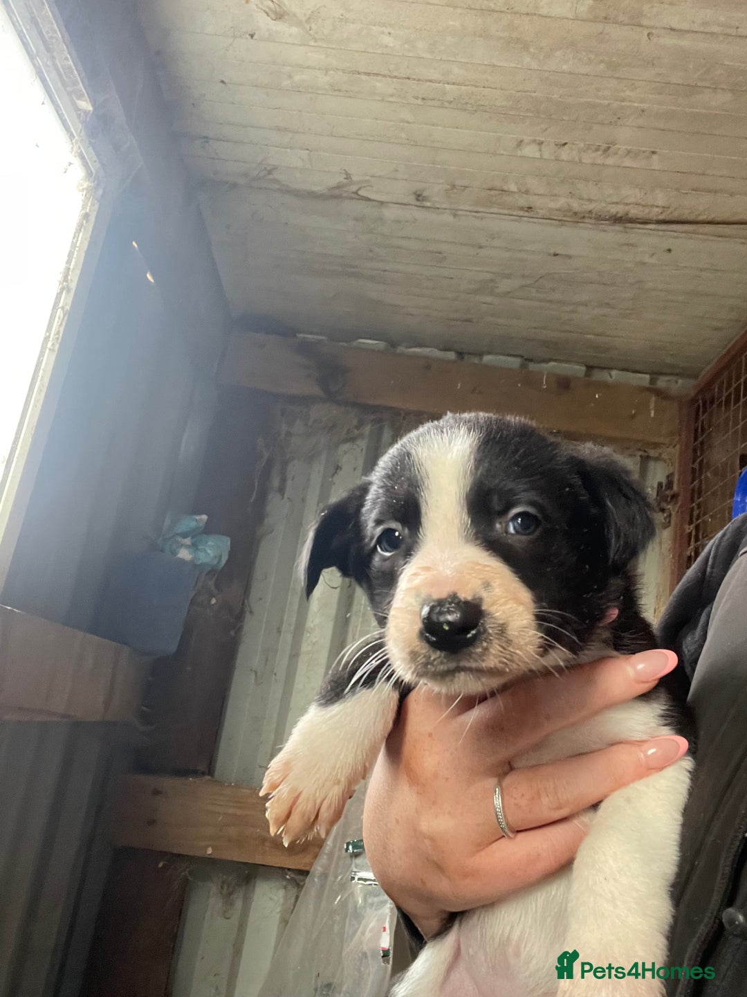Border Collie dogs for sale: 6 border collies looking for there forever homes  - Image 1