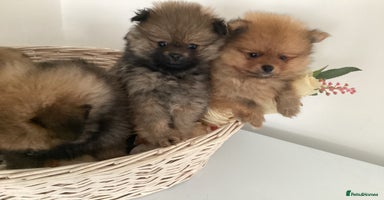 Pomeranian dogs - Advert 10