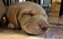 Labrador Retriever dogs for sale: Pinky Nose/olive eyes Very Unique Yellow puppy  - Image 24