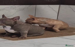 American Bully dogs for sale: American Bully Pocket Extreme - Image 3