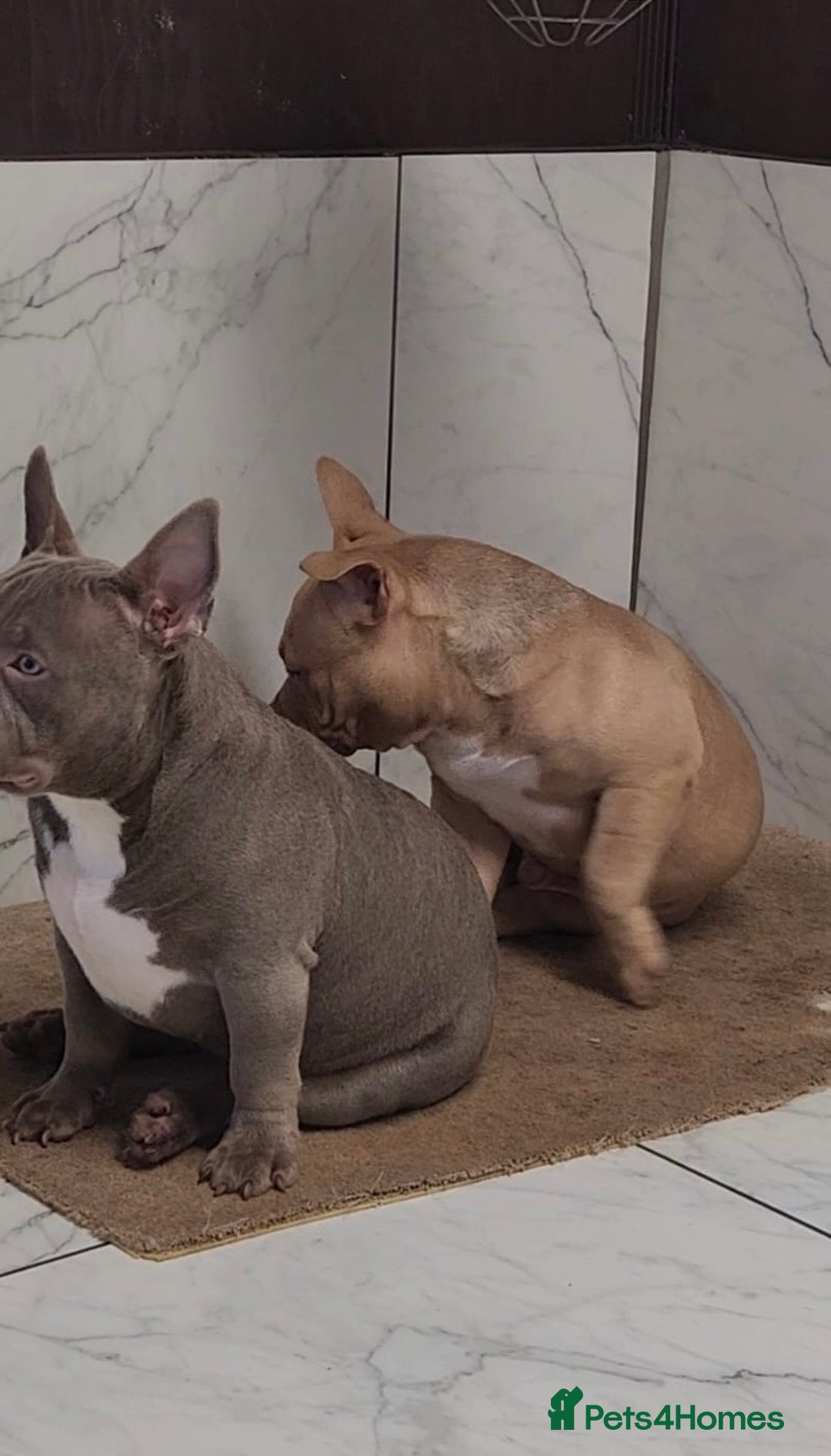 American Bully dogs for sale: American Bully Pocket Extreme - Image 3