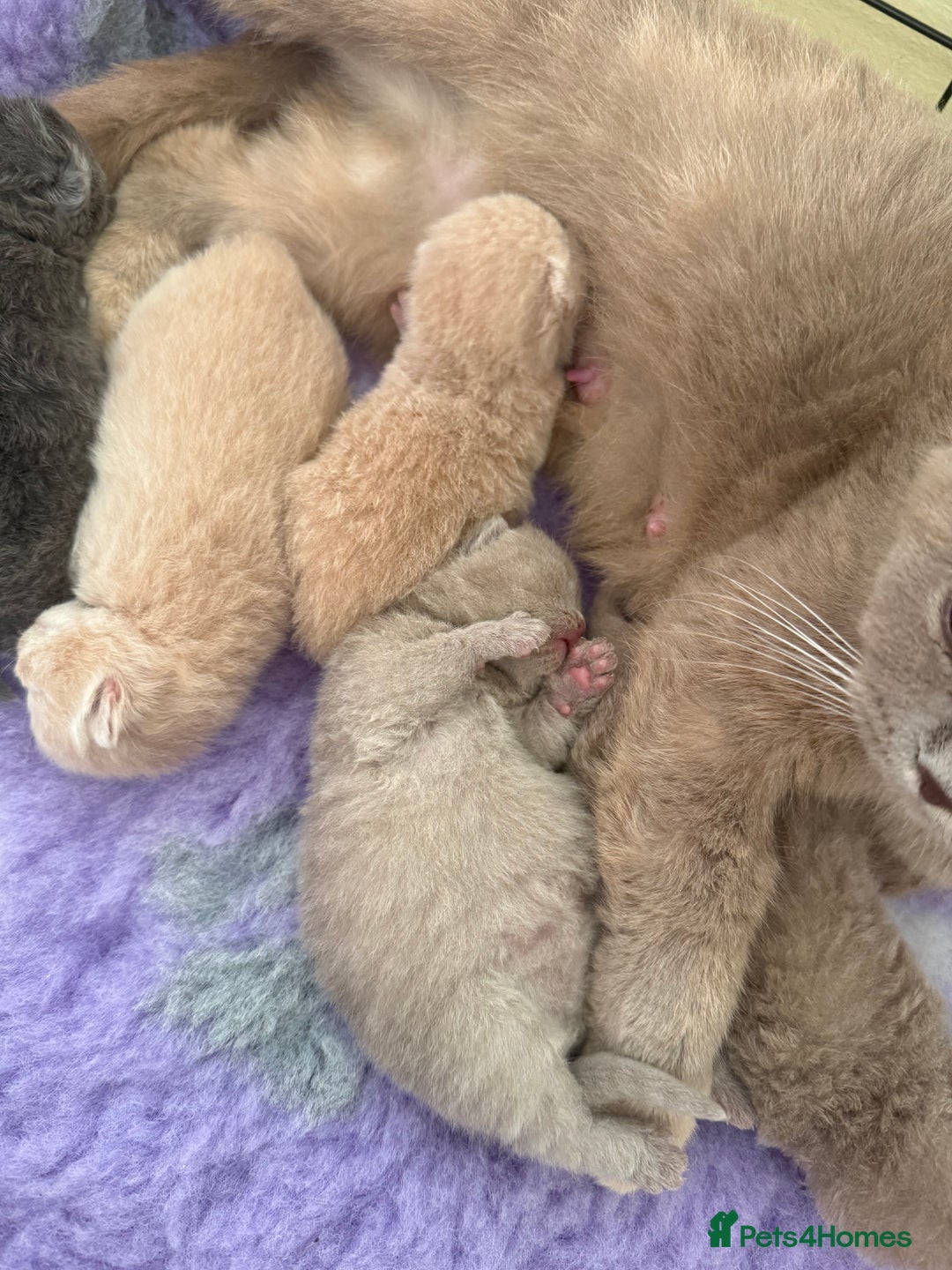 British Shorthair cats for sale: GCCF reg kittens looking for loving homes  - Image 29