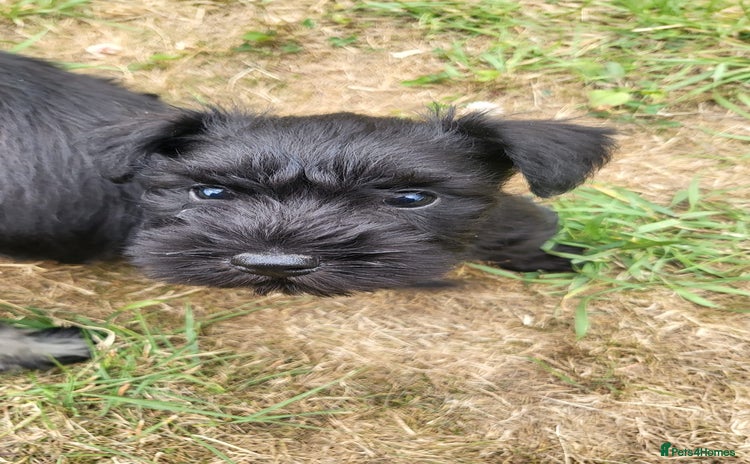 Miniature Schnauzer dogs - Advert 8