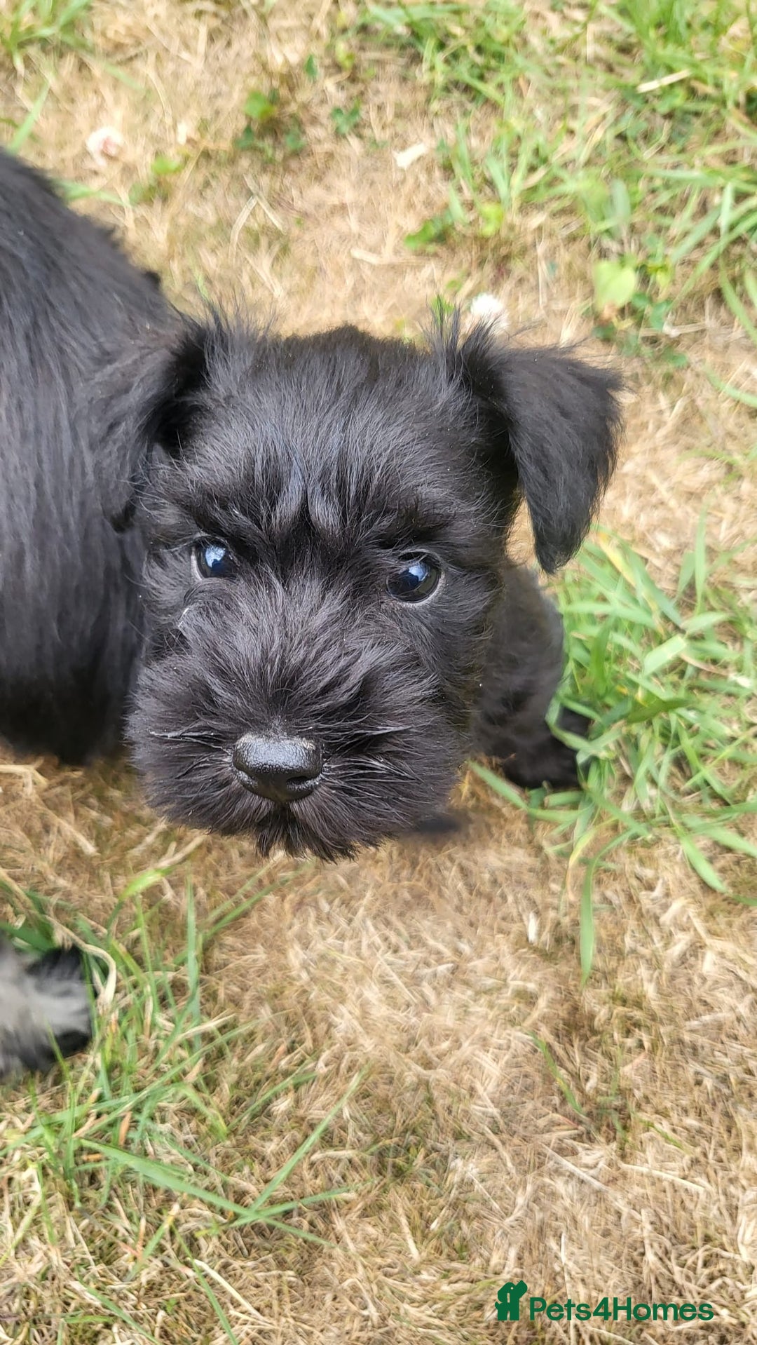 Miniature Schnauzer dogs for sale: Gorgeous littler of beautiful miniature schnauzer - Image 1