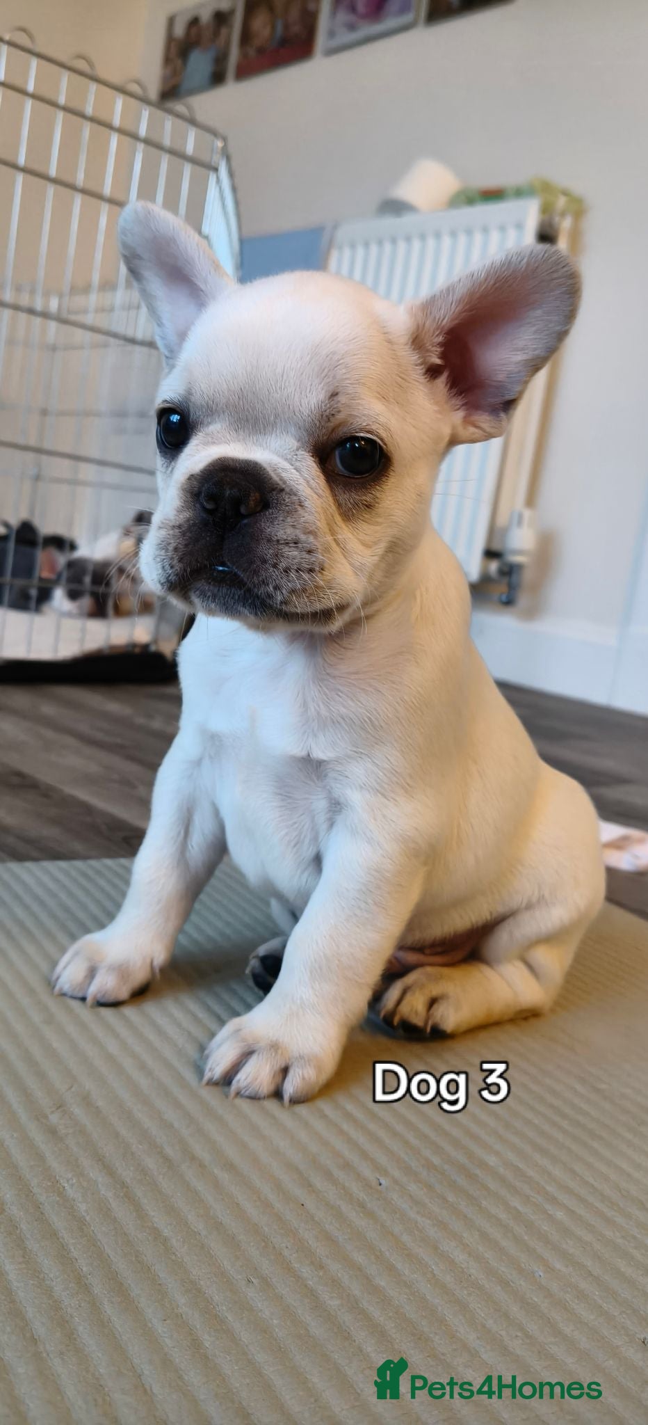 French Bulldog dogs French bulldogs puppies for sale,KC registered  - Advert 9