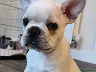 French Bulldog dogs French bulldogs puppies for sale,KC registered - Advert 9