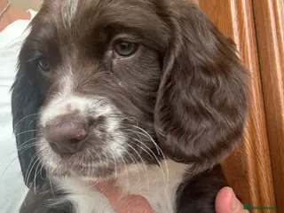 English Springer Spaniel dogs 5 Generation Pedigree ESS Puppies - Advert 6