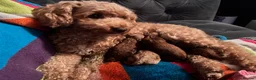 Toy Poodle dogs for stud: 🌹 RED TOY POODLE 9 INCH 2.8 KG HEALTH TESTED 🌹 - Advert 20