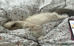 Persian cats for sale: Persian male and female &kittens  - Image 4