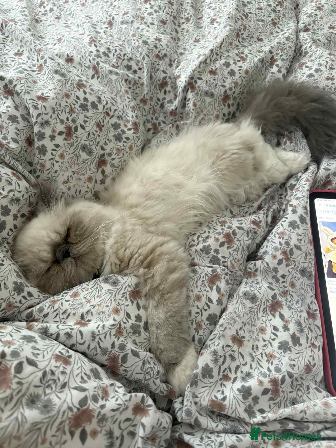 Persian cats for sale: Persian male and female &kittens  - Image 4