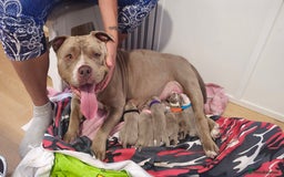 American Bully dogs for sale: BEAUTIFUL LITTER OF 8 POCKET BULLY PUPS - Image 18