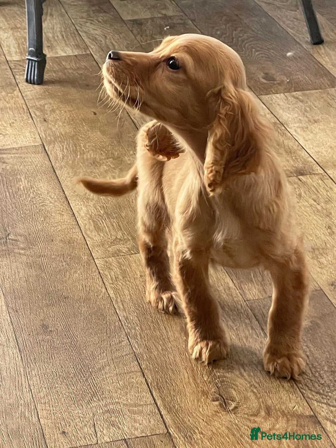 Cocker Spaniel dogs for sale: Stunning red cocker spaniel pups - Advert 11