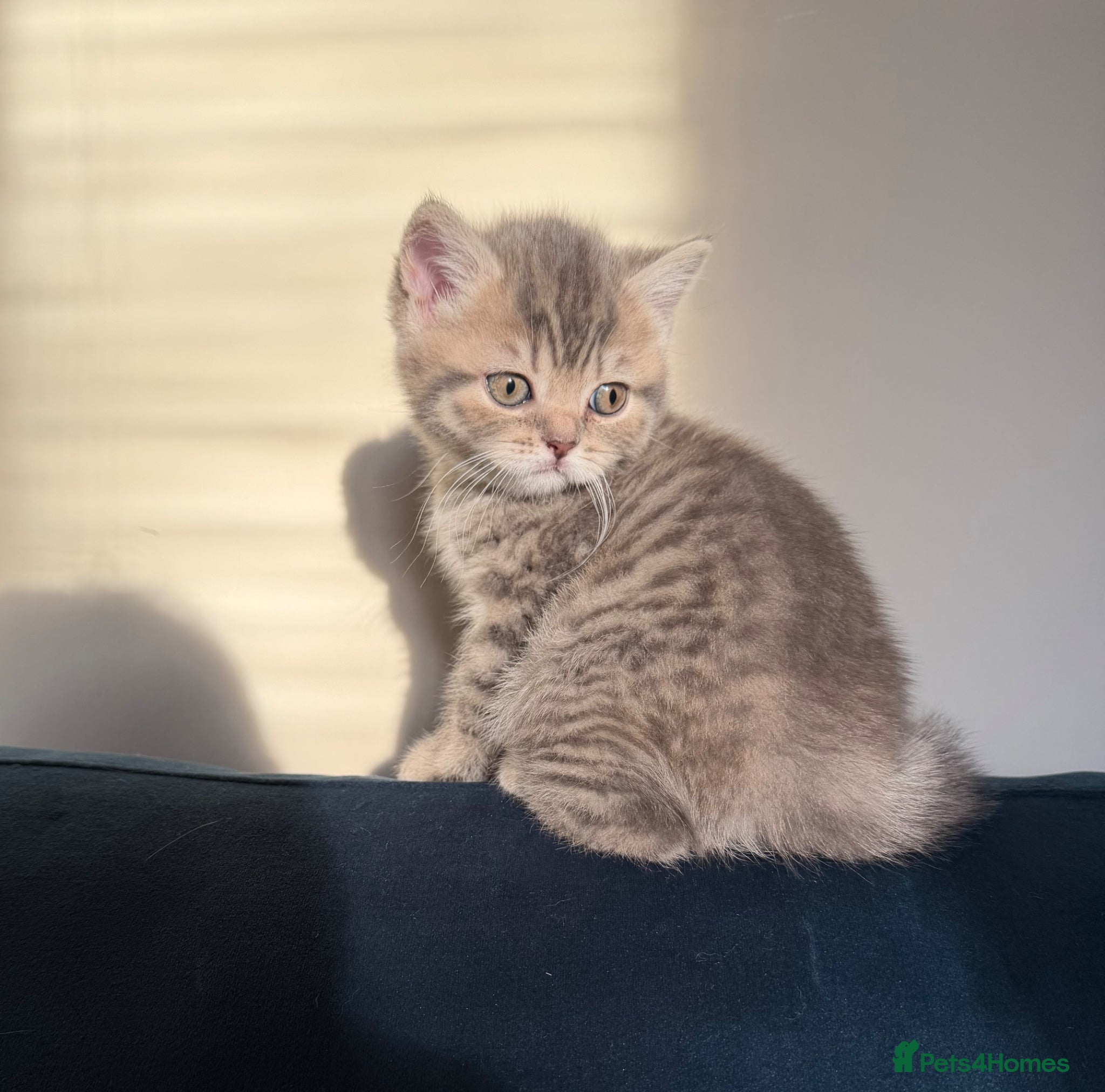 Scottish Fold cats Beautiful Scottish fold girls❤️  - Advert 15