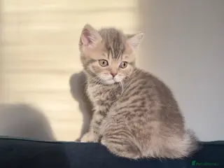 Scottish Fold cats Beautiful Scottish fold girls❤️ - Advert 15